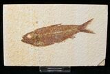 Bargain Knightia Fossil Fish - Wyoming #15632-1